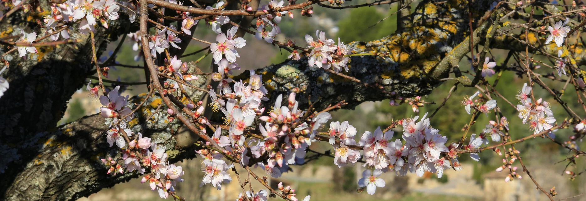 Amandier en fleur  © Hocquel