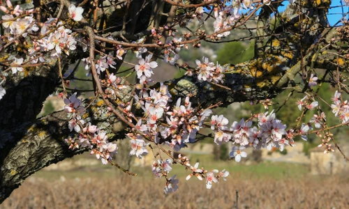 La naturalité en pleine effervescence